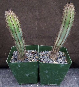 Cereus aethiops