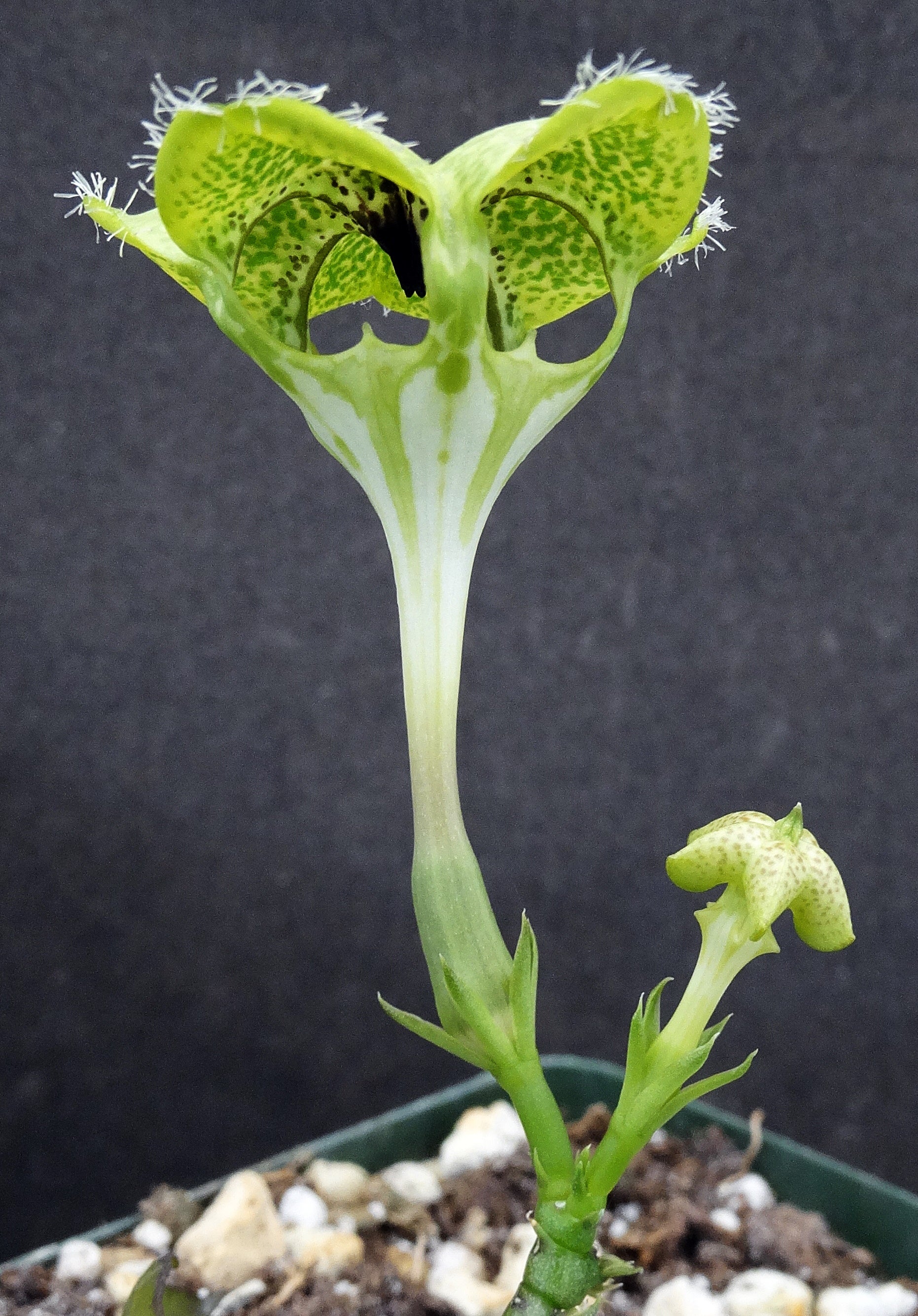 Ceropegia sandersonii Parachute Flower