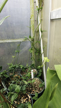 Load image into Gallery viewer, Ceropegia sandersonii
