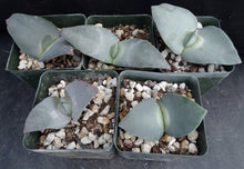 Load image into Gallery viewer, Cheiridopsis peculiaris *Blue Winter Growing Mesemb*
