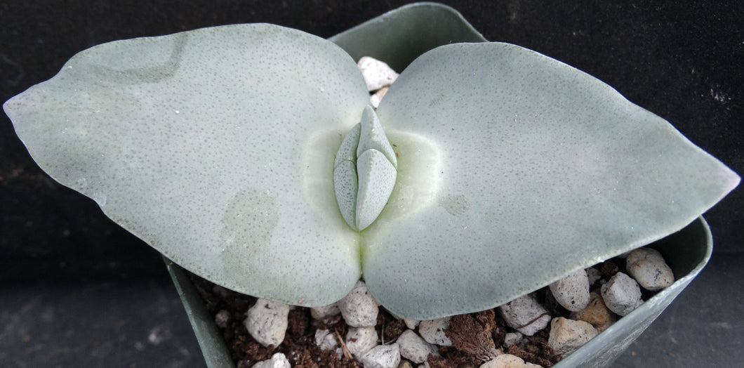 Cheiridopsis peculiaris *Blue Winter Growing Mesemb*