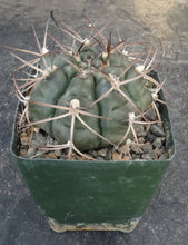 Load image into Gallery viewer, Gymnocalycium schickendantzii
