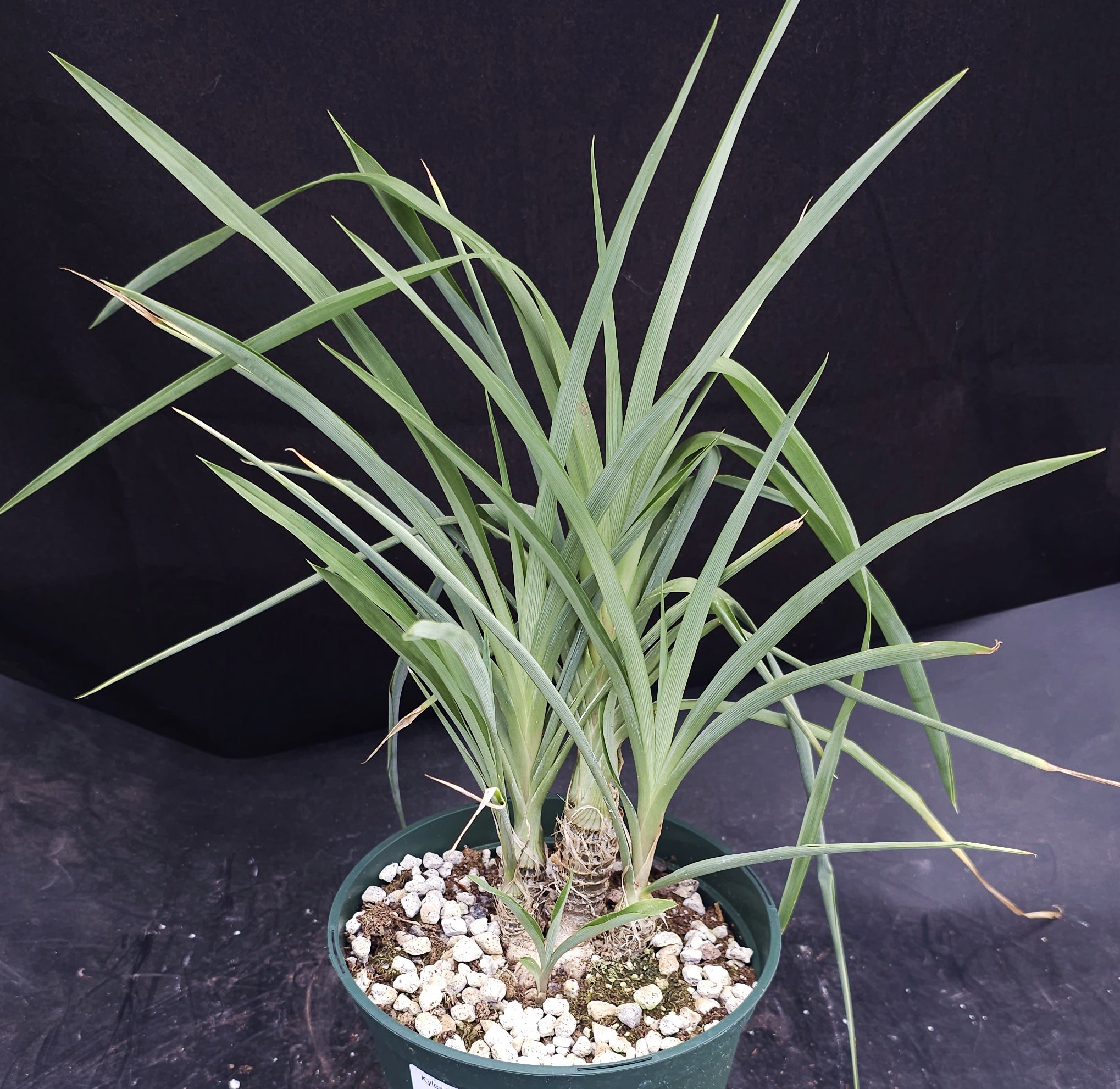 chlorophytum suffruticosum Chlorophytum suffructosum – Kyle's Plants