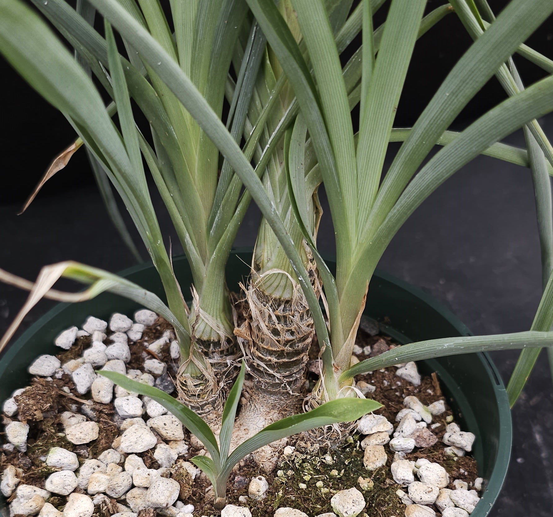 chlorophytum suffruticosum Chlorophytum suffructosum – Kyle's Plants