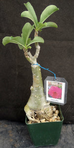 Adenium 'Chompu' Grafted Hybrid (A)