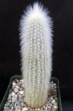 Load image into Gallery viewer, Cleistocactus straussii
