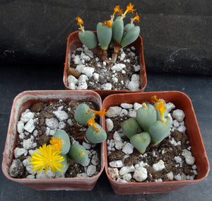 Conophytum meyeri