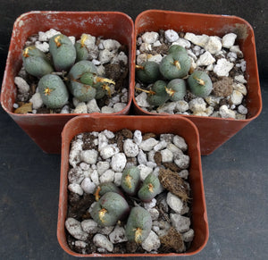 Conophytum uviforme