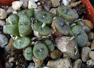 Conophytum ectypum v. brownii *Big Clump*