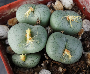 Conophytum obcordellum