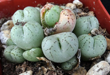 Load image into Gallery viewer, Conophytum uviforme *Big Clumps 8+ heads!*
