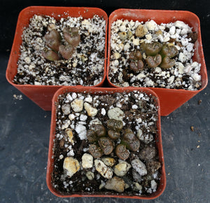 Conophytum pellucidum *Clumping Miniature*