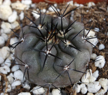 Load image into Gallery viewer, Copiapoa cinerea

