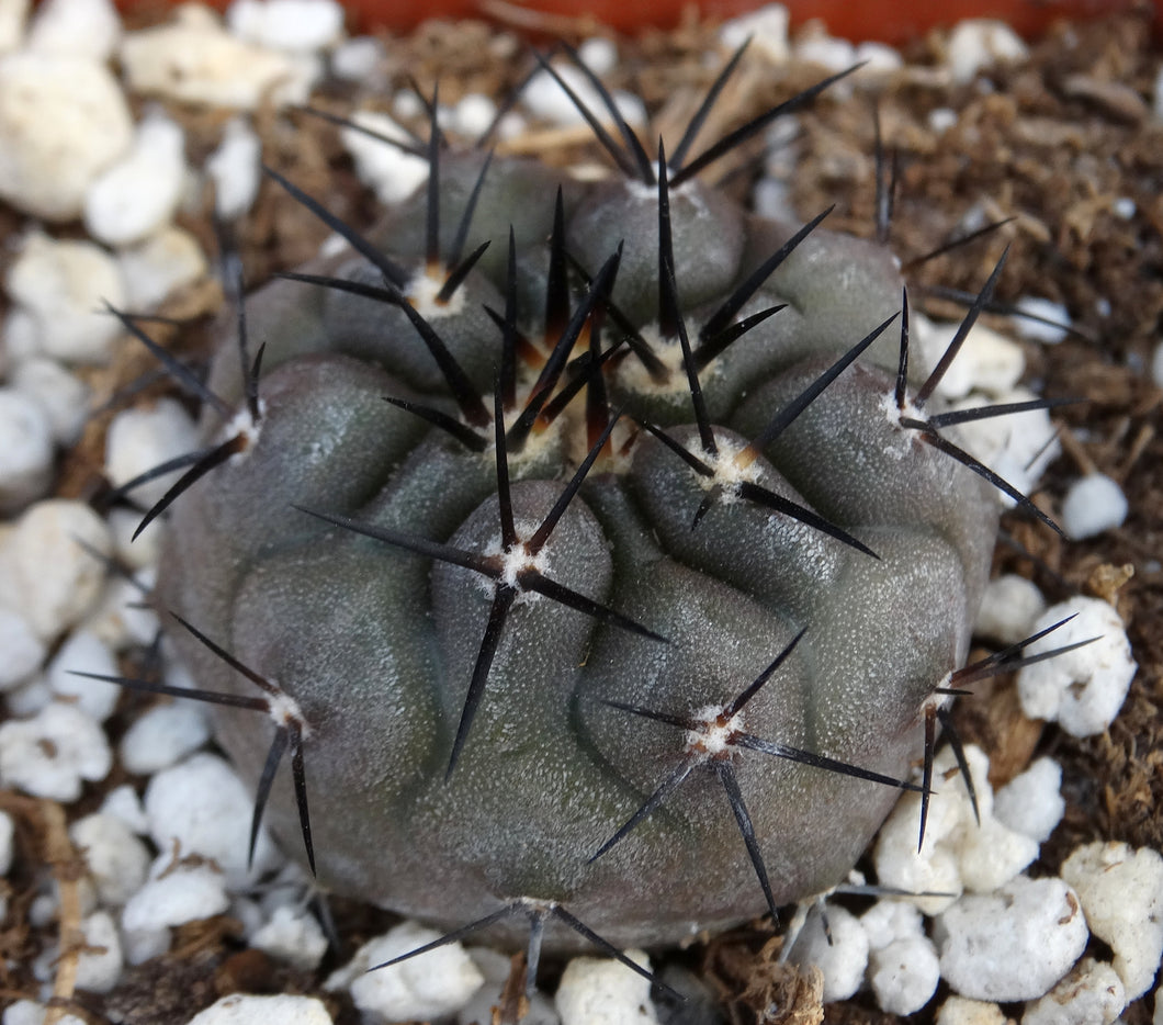 Copiapoa cinerea