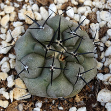 Load image into Gallery viewer, Copiapoa cinerea
