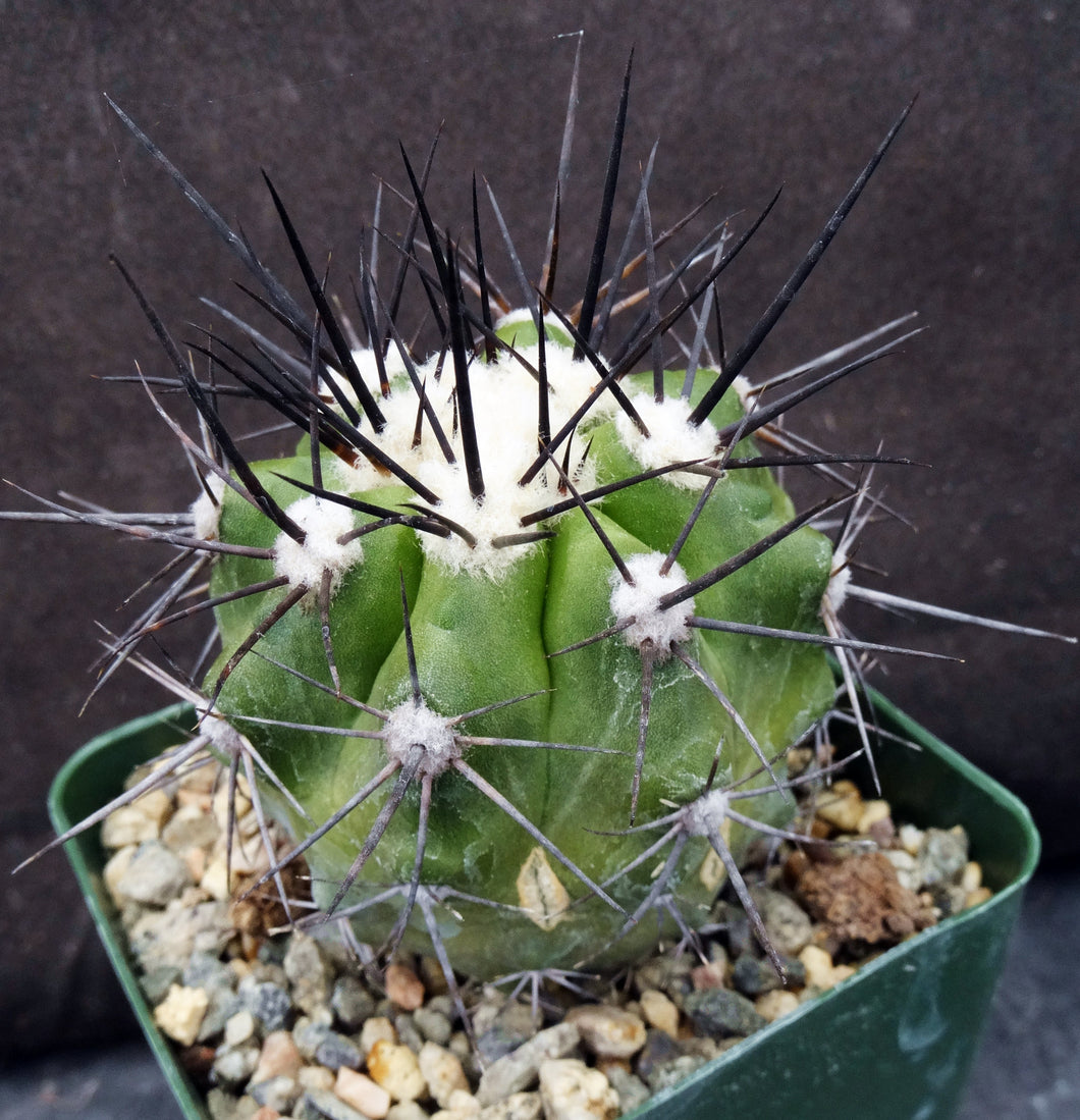 Copiapoa lembckei