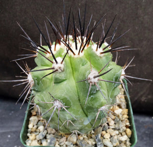 Copiapoa lembckei