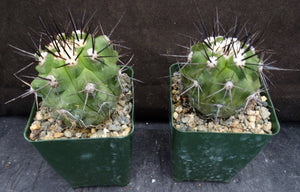 Copiapoa lembckei