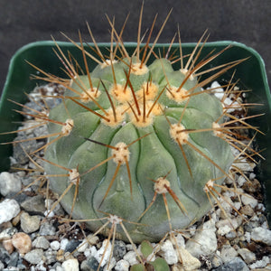 Copiapoa haseltoniana