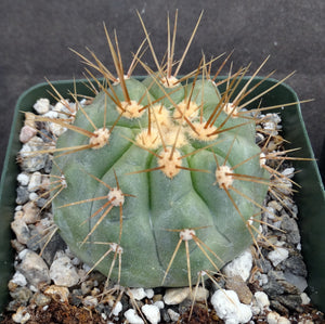 Copiapoa haseltoniana