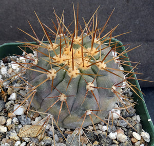 Copiapoa haseltoniana