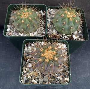 Copiapoa haseltoniana