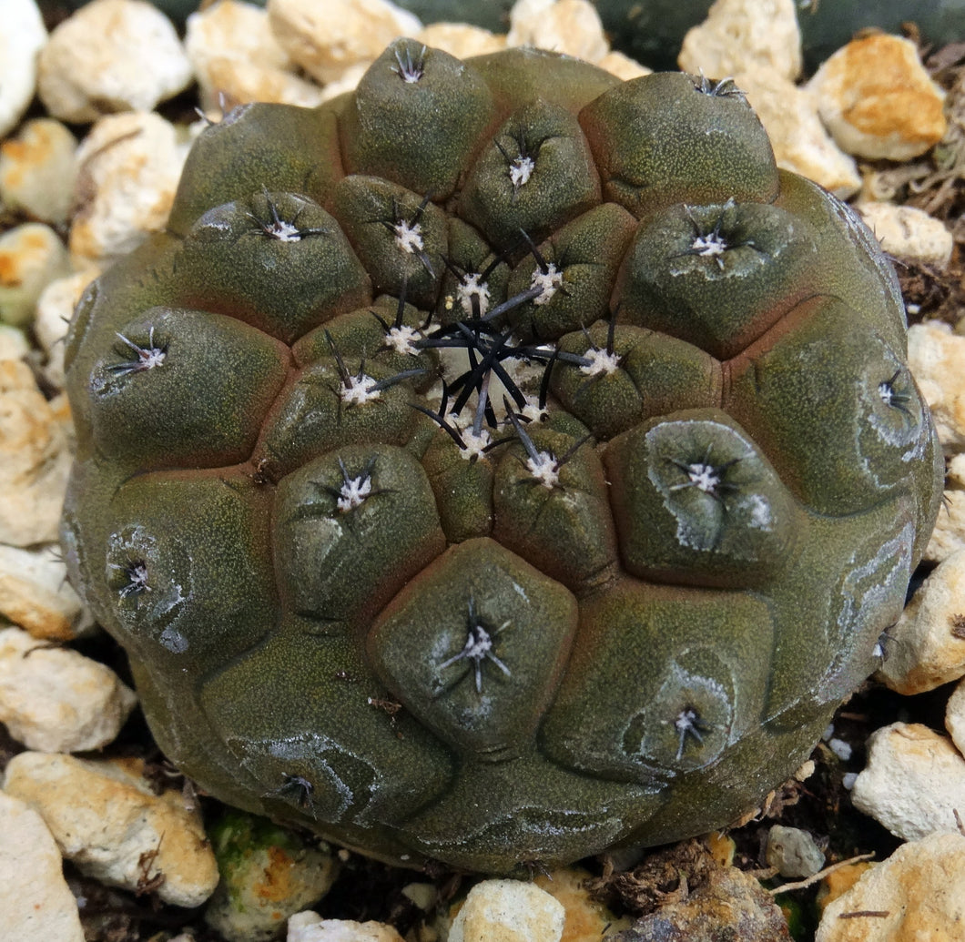 Copiapoa hypogaea