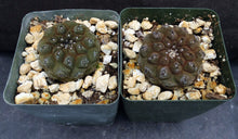 Load image into Gallery viewer, Copiapoa hypogaea
