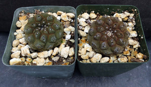 Copiapoa hypogaea