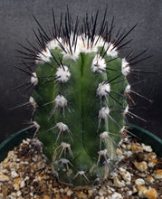 Load image into Gallery viewer, Copiapoa bridgesii *Bigger Plants*
