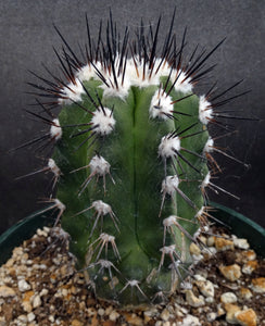 Copiapoa bridgesii *Bigger Plants*