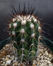 Load image into Gallery viewer, Copiapoa bridgesii *Bigger Plants*
