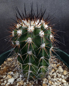 Copiapoa bridgesii *Bigger Plants*