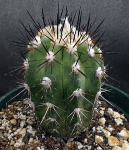 Copiapoa bridgesii *Bigger Plants*