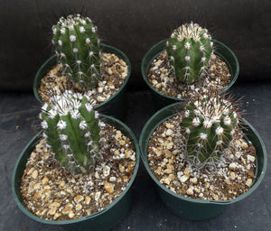 Copiapoa bridgesii *Bigger Plants*