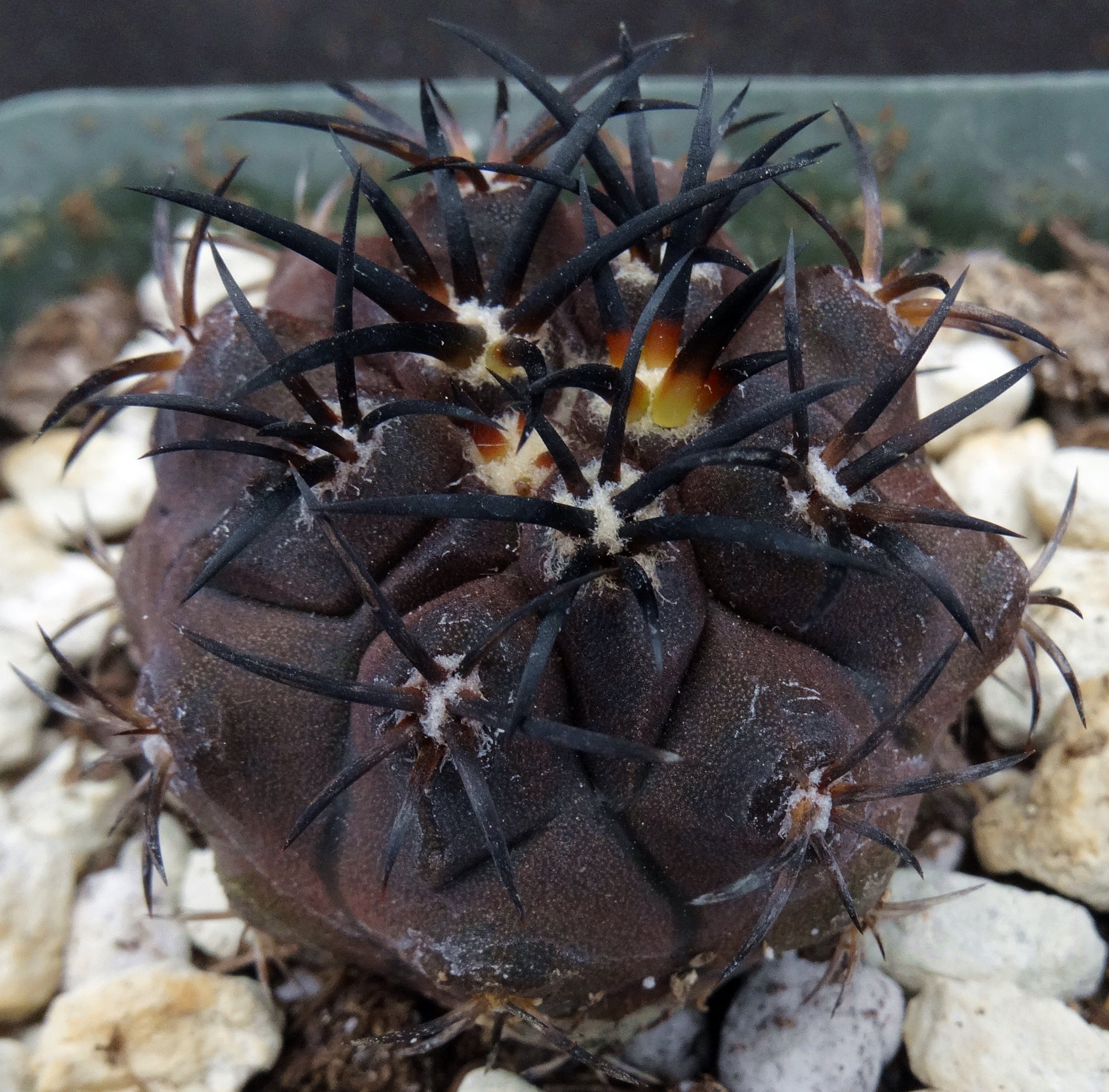 Copiapoa sp錦（グリセオビオラセア×デュラ）5本 実生Copiapoa