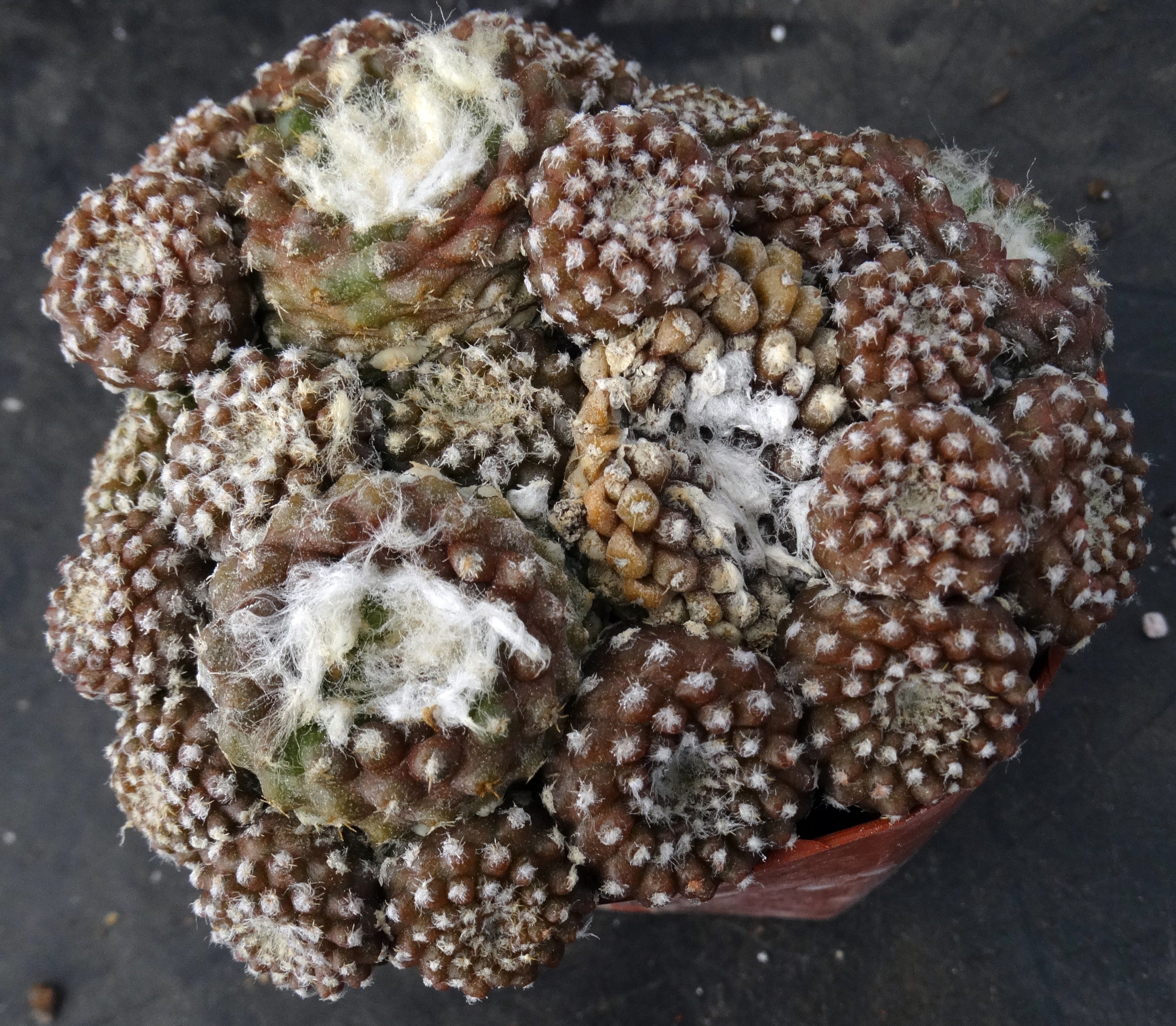 羅本製所 Copiapoa 黑王丸花季 Robinceramicstudio How to Grow Copiapoa laui - the Smallest Copiapoa - Trex Plants