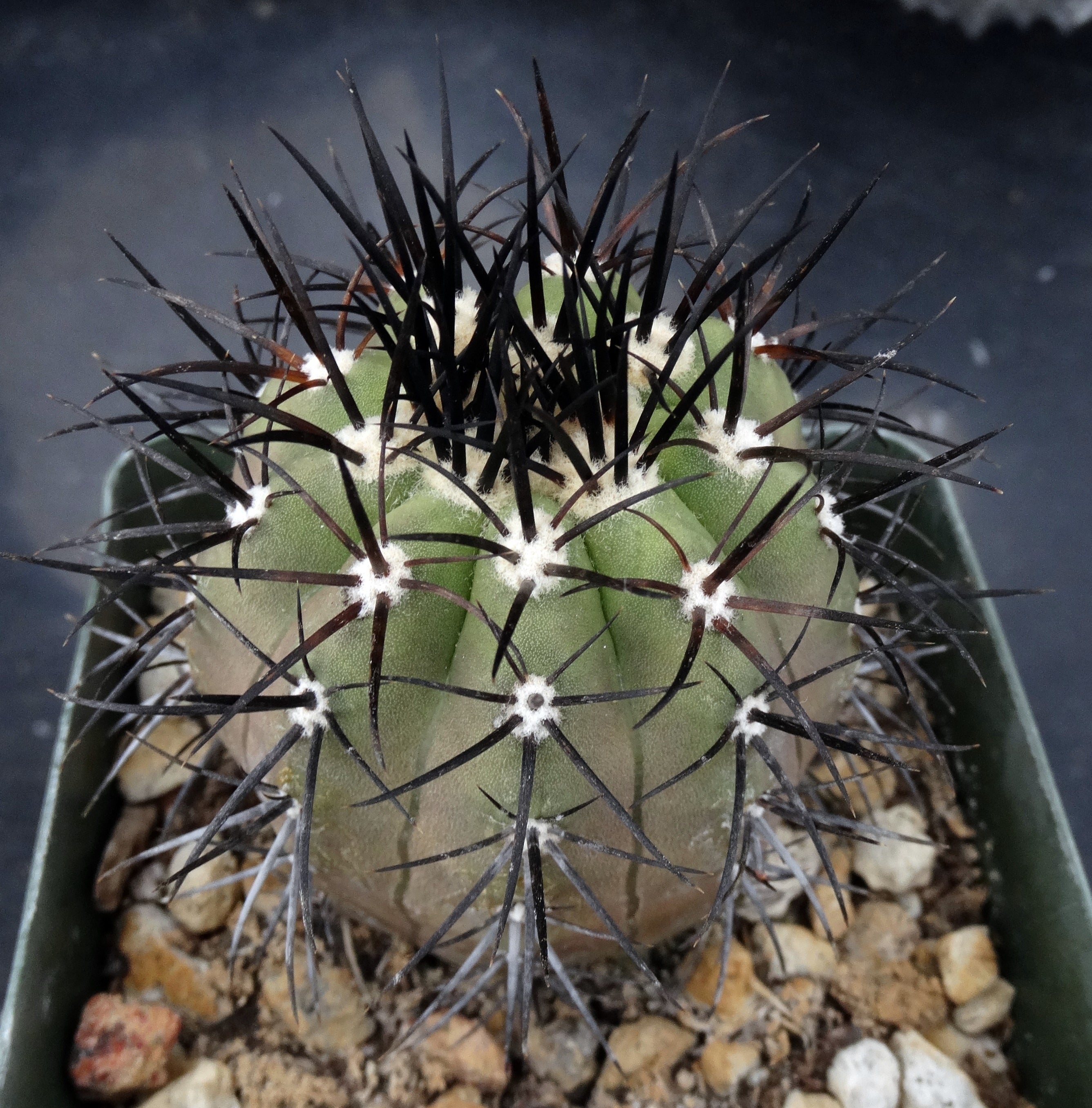 Copiapoa cinerea hybrid – Kyle's Plants