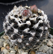 Load image into Gallery viewer, Copiapoa tenuissima *Blackest cactus species*
