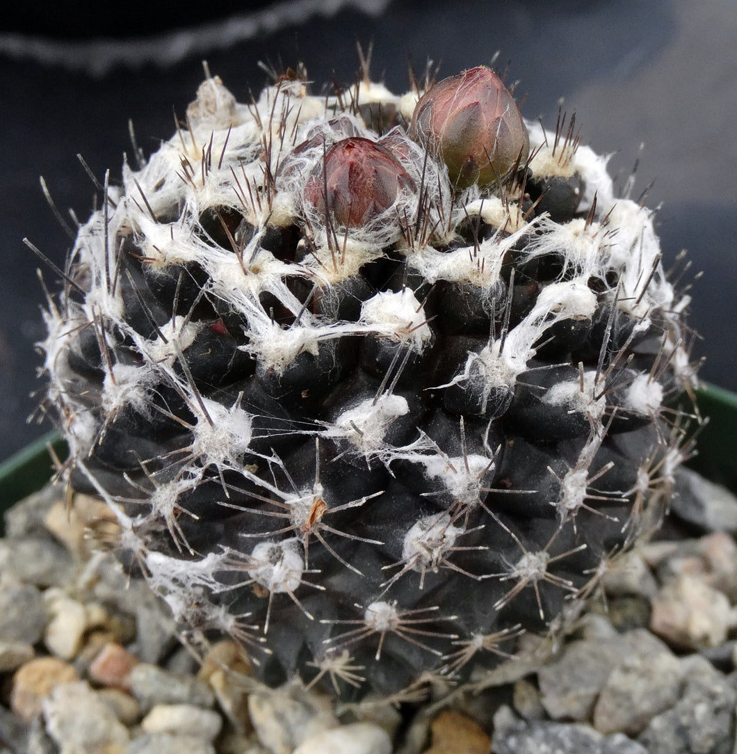 Copiapoa tenuissima *Blackest cactus species*