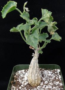 Corallocarpus bainesii
