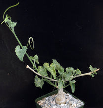 Load image into Gallery viewer, Corallocarpus bainesii
