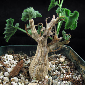 Corallocarpus bainesii