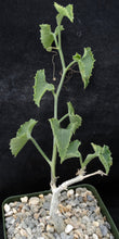Load image into Gallery viewer, Corallocarpus bainesii
