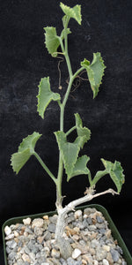 Corallocarpus bainesii