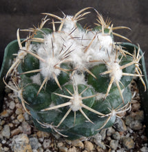 Load image into Gallery viewer, Coryphantha elephantidens
