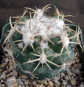 Coryphantha elephantidens