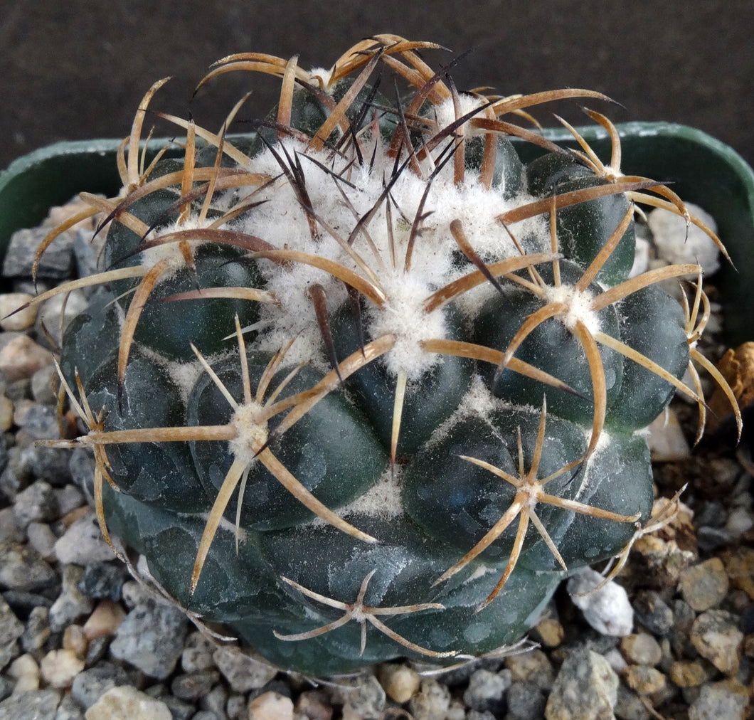 Coryphantha elephantidens