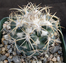 Load image into Gallery viewer, Coryphantha elephantidens
