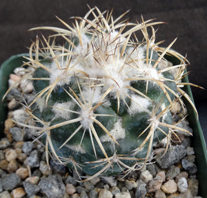 Coryphantha elephantidens